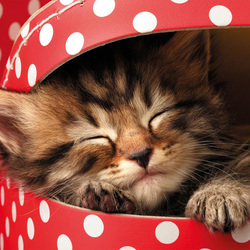 Пазл: Спрятался