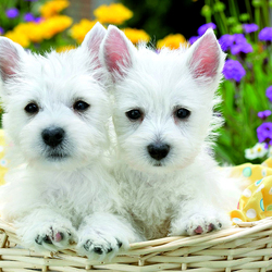 Пазл: В корзинке