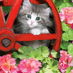 Пазл: Котенок