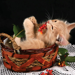 Пазл: Котенок