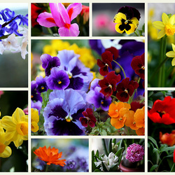 Пазл: Цветы