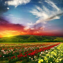 Пазл: Цветущая долина