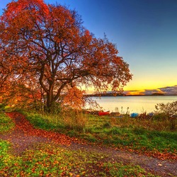 Пазл: Золотая осень