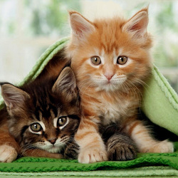 Пазл: Малыши