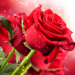 Пазл: Розы
