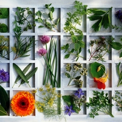 Пазл: Кухонные приправы 