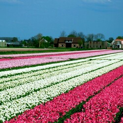 Пазл: Тюльпанные поля Голландии