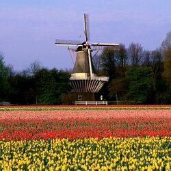 Пазл: Тюльпанные поля Голландии