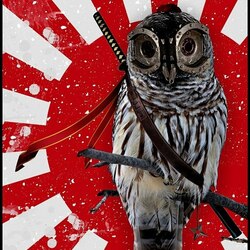 Пазл: Сова-патриот