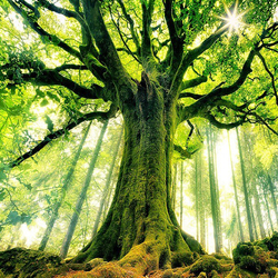 Пазл: Величественное дерево