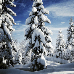 Пазл: Зимние деревья