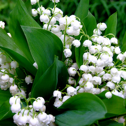 Пазл: Ландыши