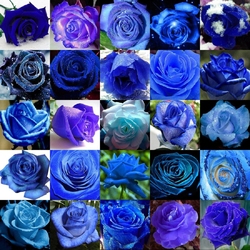 Пазл: Синие розы
