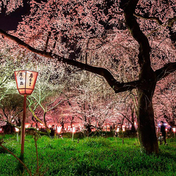 Пазл: Парк в Японии