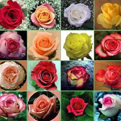 Пазл: Розы