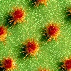 Пазл: Кактусы