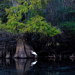 Пазл: Белая птица на черной воде
