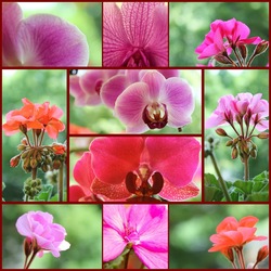 Пазл: Орхидеи