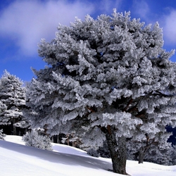 Пазл: Могущество деревьев