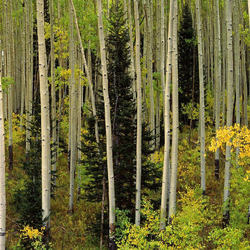 Пазл: Смешанный лес