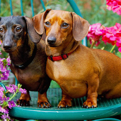 Пазл: Таксы