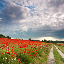 Пазл: Дорога в маковом поле