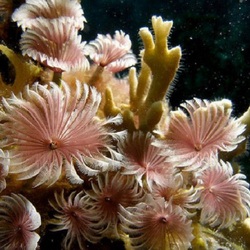 Пазл: Коралловый риф