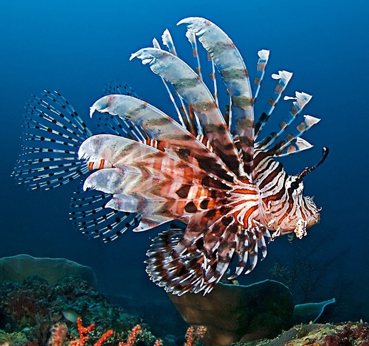 Пазл «Скорпена» из 156 элементов | Собрать онлайн пазл №300331