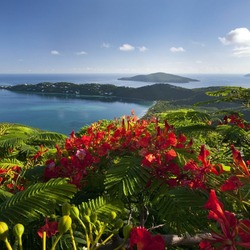 Пазл: Флора карибских островов