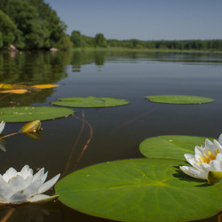 Пазл: Кувшинке на озере