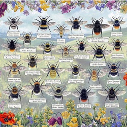 Пазл: Пчелы