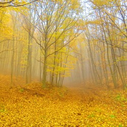 Пазл: Осень на дворе