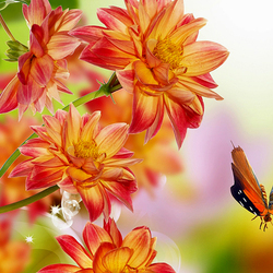 Пазл: Георгины