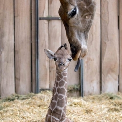 Пазл: Умывание