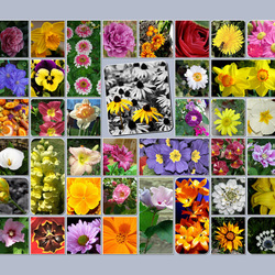 Пазл: Цветы