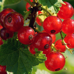 Пазл: Красная смородина