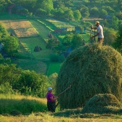 Пазл: Скирдование 