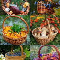Пазл: Грибы и ягоды 