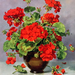 Пазл: Герань в керамической вазе 