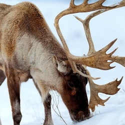 Пазл: Северный олень