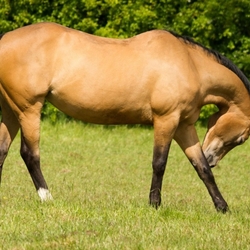 Пазл: Лошадь