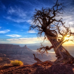 Пазл: Дерево на скале