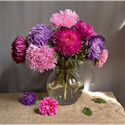 Пазл: Астры