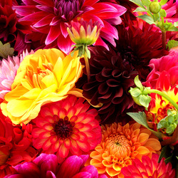 Пазл: Георгины