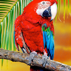 Пазл: Красавец