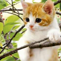 Пазл: Котенок