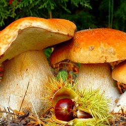 Пазл: Лесная краса