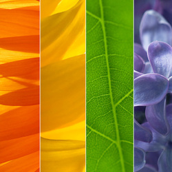 Пазл: Цветы