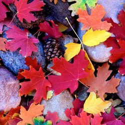 Пазл: Осенние листья