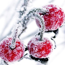 Пазл: Замёрзшие